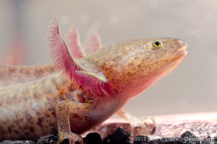 Image of Axolotl