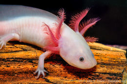 Image of Axolotl