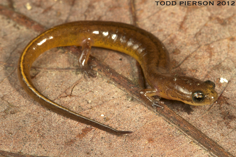 Image of Patch-nosed Salamander