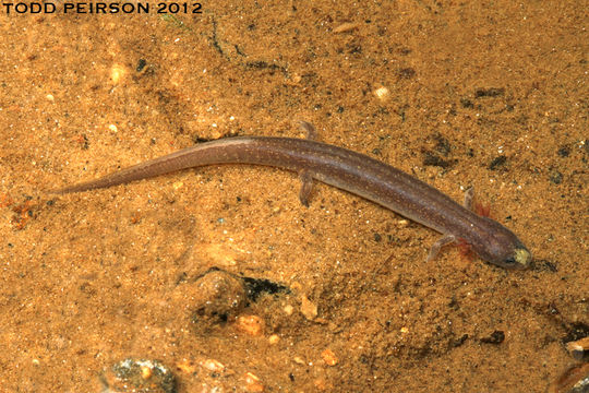 Image of Patch-nosed Salamander