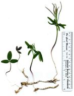 Слика од Cardamine nuttallii Greene