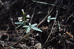 Слика од Cardamine nuttallii Greene