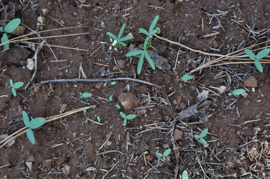 Image of Nuttall's toothwort