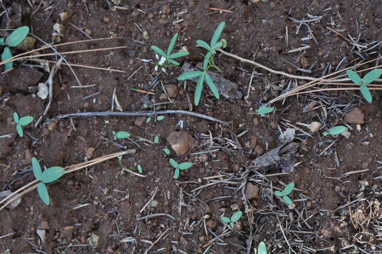 Слика од Cardamine nuttallii Greene