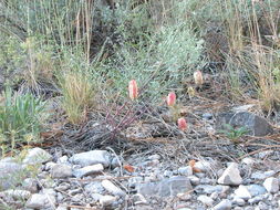 Plancia ëd Astragalus aequalis Clokey