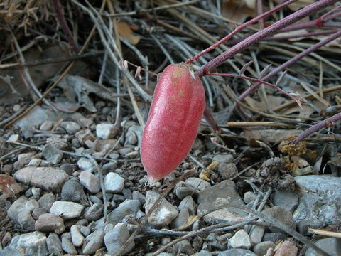 صورة Astragalus aequalis Clokey