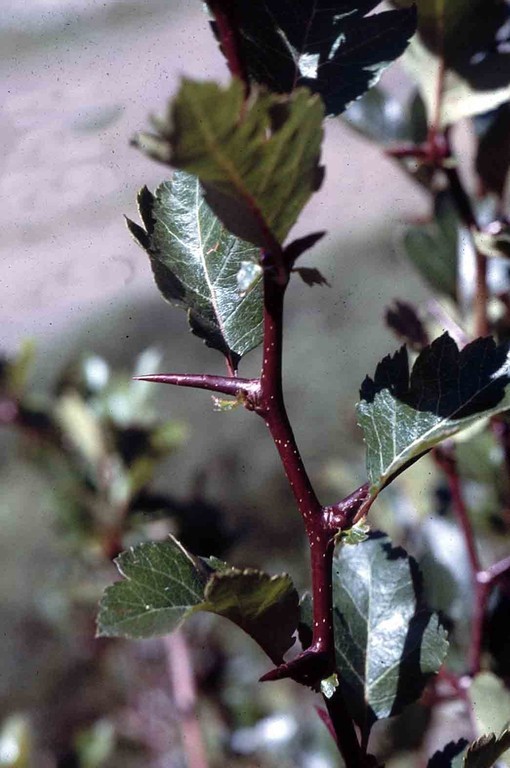 Image of black hawthorn