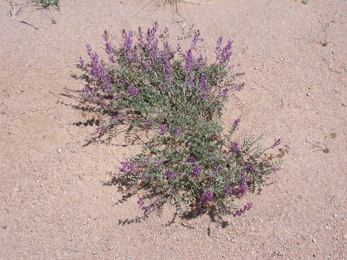 Image de Astragalus lentiginosus var. fremontii (A. Gray ex Torr.) S. Watson