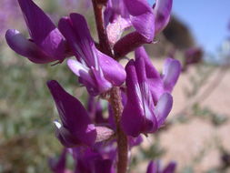 Imagem de Astragalus lentiginosus var. fremontii (A. Gray ex Torr.) S. Watson