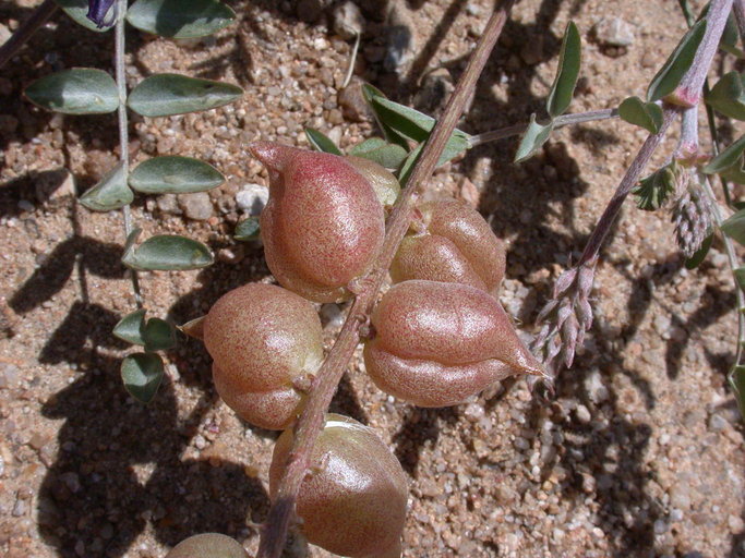 Image de Astragalus lentiginosus var. fremontii (A. Gray ex Torr.) S. Watson