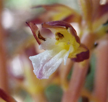 Image of summer coralroot