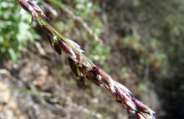 Image of Torrey's melicgrass