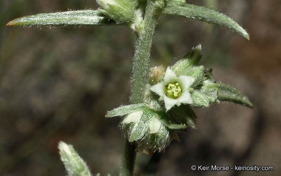 Image of Ditaxis lanceolata (Benth.) Pax & K. Hoffm.