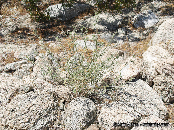 Image of Ditaxis lanceolata (Benth.) Pax & K. Hoffm.