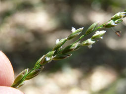 Image of Torrey's melicgrass