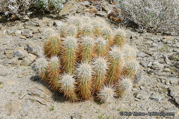 Image of Engelmann's hedgehog cactus