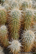 Image of Engelmann's hedgehog cactus