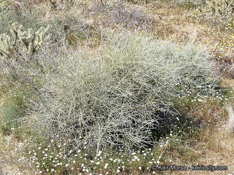 Image of California Ephedra