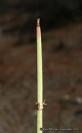 Image of California Ephedra