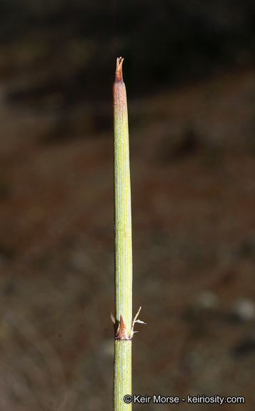 Imagem de Ephedra californica S. Watson