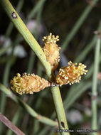 Image of California Ephedra