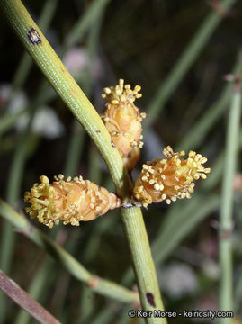 Imagem de Ephedra californica S. Watson