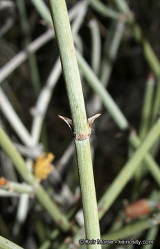 Image of California Ephedra