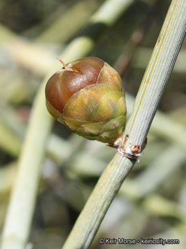 Image of California Ephedra