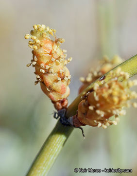 Imagem de Ephedra californica S. Watson