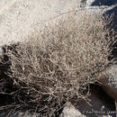 Eriogonum wrightii var. nodosum (Small) Reveal resmi