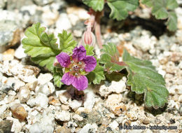 Sivun Erodium texanum A. Gray kuva