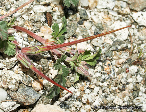 Image of Texas stork's bill