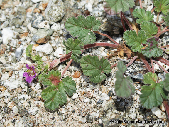 Sivun Erodium texanum A. Gray kuva