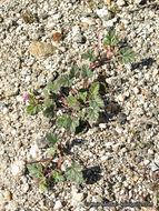 Image of Texas stork's bill