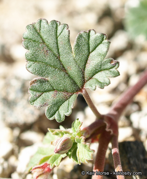 Sivun Erodium texanum A. Gray kuva