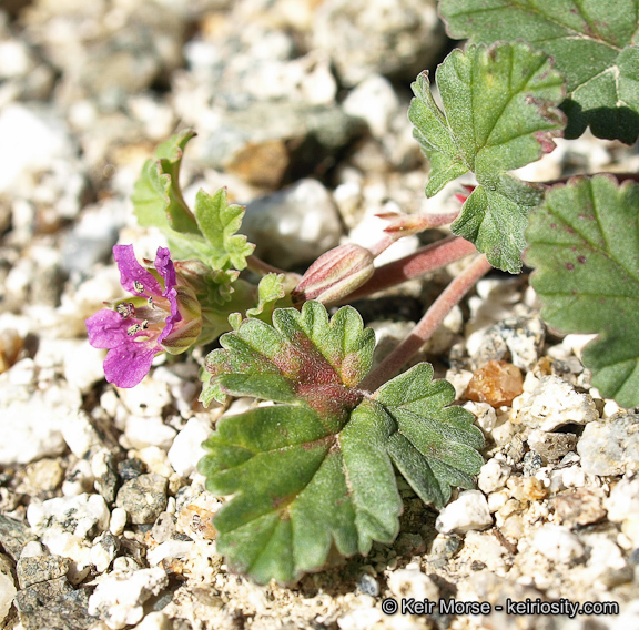 Sivun Erodium texanum A. Gray kuva