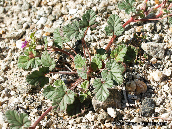 Sivun Erodium texanum A. Gray kuva