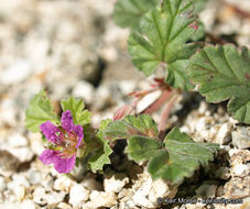 Sivun Erodium texanum A. Gray kuva