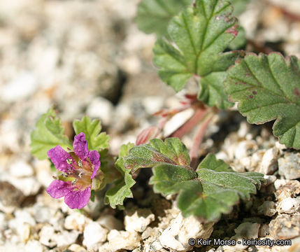 Image of Texas stork's bill