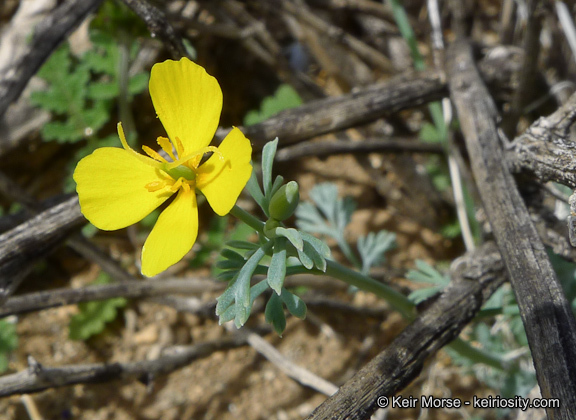 Image of pygmy poppy