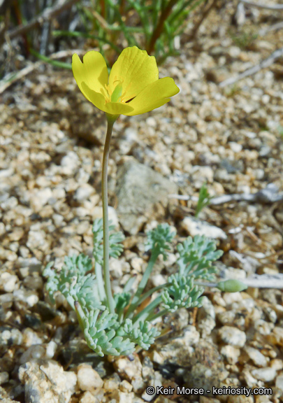 Image of pygmy poppy