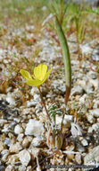 Image of pygmy poppy