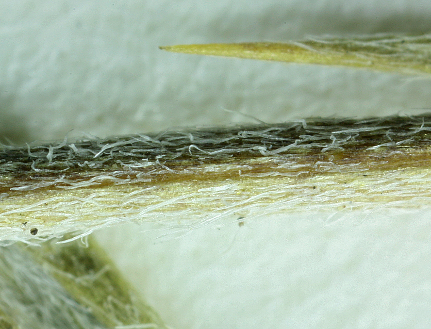 Image of tall spiny milkvetch