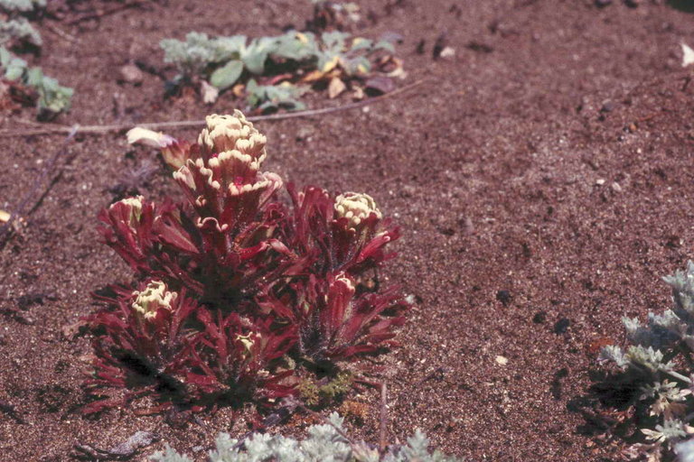 Image of wideleaf Indian paintbrush