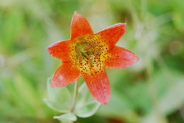 Image de Lilium bolanderi S. Watson