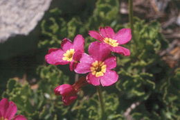 Primula suffrutescens A. Gray resmi