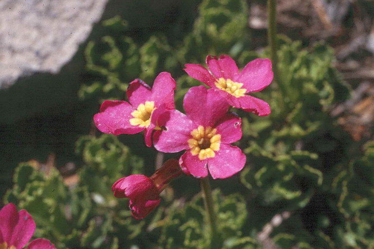 Plancia ëd Primula suffrutescens A. Gray