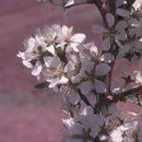 Image de Prunus subcordata Benth.
