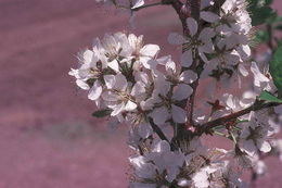 Image de Prunus subcordata Benth.