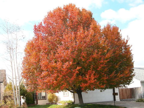 Plancia ëd Pyrus calleryana Decne.